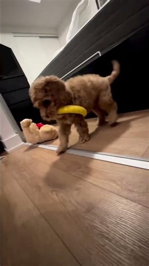 My favorite toy 🤩 #pup #puppy #cockapoo #poodle