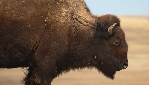 Bison bars were supposed to restore Native communities and grass-based ranches. Then came Epic Provisions.