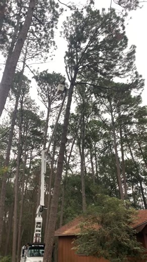 Removing a tree leaning over a house | Brannen Tree Service