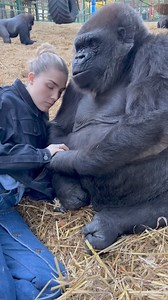 91K views · 352 reactions | Woman is hanging out with Silverback Gorillas at her sanctuary | Beauty of Nature | Facebook
