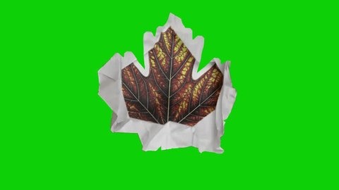 clip-3993139297-paper-unfolds-revealing-another-maple-leaf-drawing