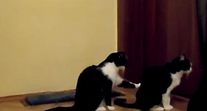 "Gato le pide perdón a su amigo", el video sensación de YouTube