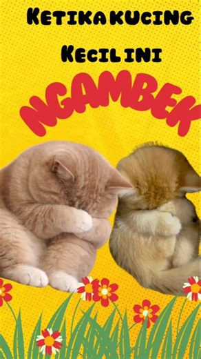 ketika kucing kecil ini ngambek. kenapa ya #kucinglucu #pets