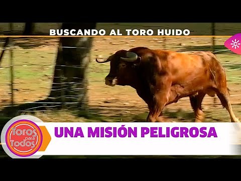 Toros para todos |La estrategia del ganadero para evitar peleas mortales de los toros en el campo