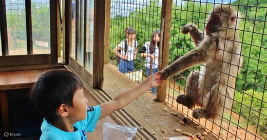 Half-day private tour of Arashiyama Monkey Park and Arashiyama's famous spots - Klook