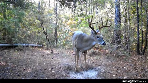 SPYPOINT Trail Cameras on Instagram: "Are you seeing more daylight or nighttime activity on your trail camera? #spypoint #trailcamera #trailcam #whatgetsyououtdoors #gamecamera #trailcams #whyispypoint #trailcameras"