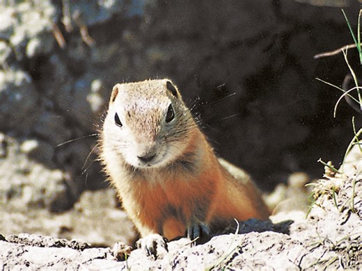 Pest Management Regulatory Agency denies strychnine emergency use request | The Western Producer