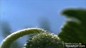Exploding Cucumber on Make a GIF
