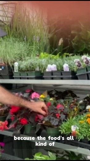 Why flowers stop blooming in small pots? |DH Garden Centre