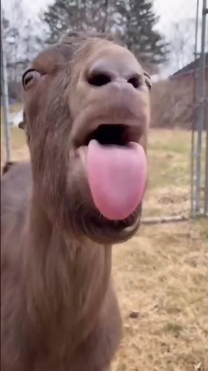 "Funny Goat Singing in a Weird Voice | Hilarious Animal Moments!"