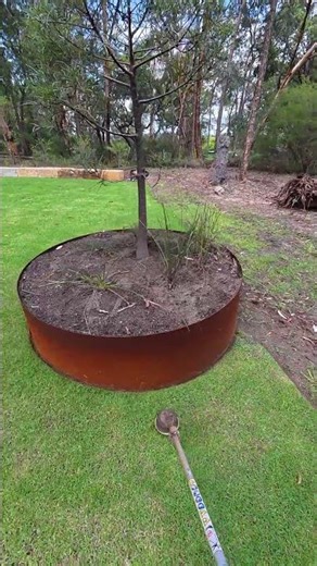 What I see - Tree Ring Edging #satisfying