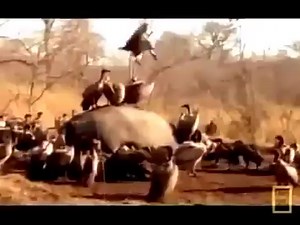 National Geographic Animals 2015 Predators at War Nature Documentary HD