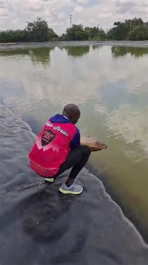 Catch & Release Carp at Dewildt | Mafa Series Dips & Floats in Action 🎣