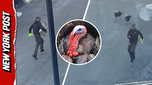 UPS driver chased by wild turkeys: 'I'm 40 years old, I can't deal with this!'