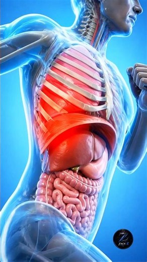 Why Do You Get a Side Stitch While Running? (3D Animation) #shorts