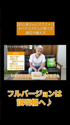 【初心者さんにオススメ！】キバナコスモスの育て方 摘芯や植え方#Shorts