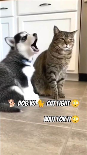 Cat vs Dog Epic Fight Gone Wrong 😂 (They’re Actually Besties)#usa #cats #viral