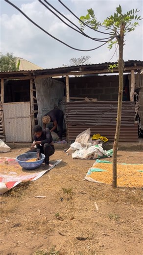 ARK GLOBAL FARM on Instagram: "We document the process, not just the results. We believe in God, and we also believe in doing the work. As long as there is life, there is a solution. ARK GLOBAL FARMS® ARK NATURALS® #arkglobalfeedingfarm #farmlife #farmtotable #farmfresh #arknaturals"