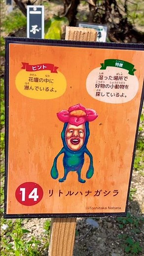 東松山ぼたん園で出会えたこびとづかん『リトルハナガシラ』花壇の中に隠れていたよ💐 #こびとづかん #こびと図鑑 #shorts