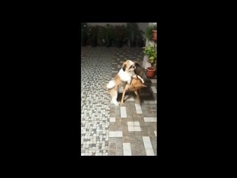 COMPILATION!!! of Bailey and Rosie Fighting 🐶🐾👊💥 PART - 1