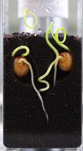 Grape Roots Revealed 🍇 | Transparent Chamber #RootGrowth #PlantStudy