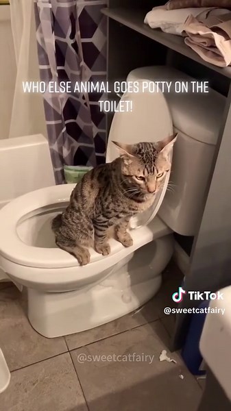 Cat uses toilet😂😂😂#cat #cute #fyp #foryourpage #petsoftiktok #interesting
