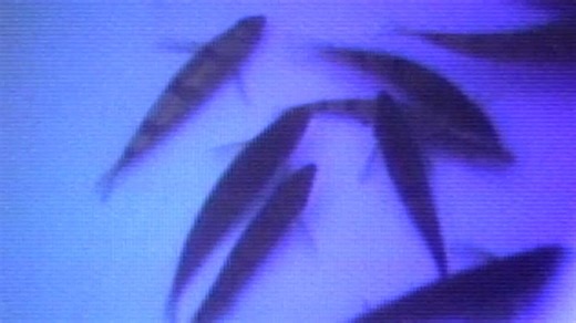 Snail darter removed from endangered species list