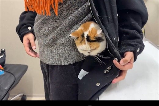 「注射が怖くてコートの中に隠れる猫」→それでも注射を続けるのは？「頑張れ猫ちゃん」｜まいどなニュース