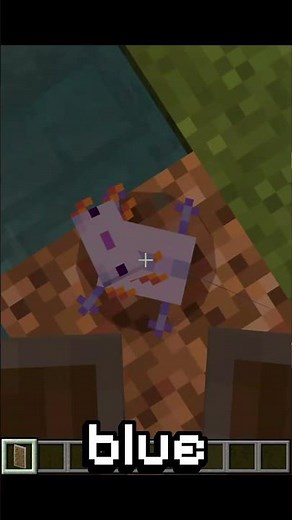 How to get a blue axolotl in minecraft 100% of the time!