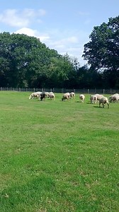 17K views · 236 reactions | The sheep have arrived. Rotating fields with sheep helps keep the ponies worm egg burdens lower. The sheep ( and our goats) eat the grass where the ponies have pooed and the worm eggs get destroyed in the sheep stomachs. We could rotate with cows too...is there such a thing as a miniature or dwarf cow in the UK!!? | Munchkins Miniature Shetland Rescue | Facebook