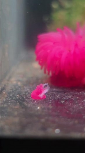Newborn Baby Anemone