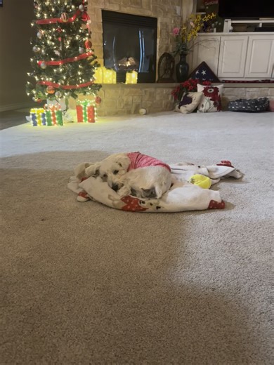 Teri’s Tik Tok ❌ (@teris.tik.tok)’s videos with Worldokayestdogs - Worlds Okayest Dogs