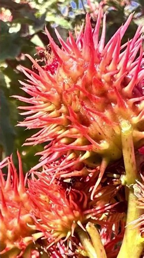 Higuera infernal (Ricinus communis)