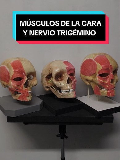 Músculos de la Cara y Nervio Trigémino en 3D