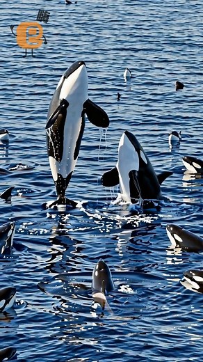 4K views | Imagine this: you hop on a whale-watching boat in Rausu,...