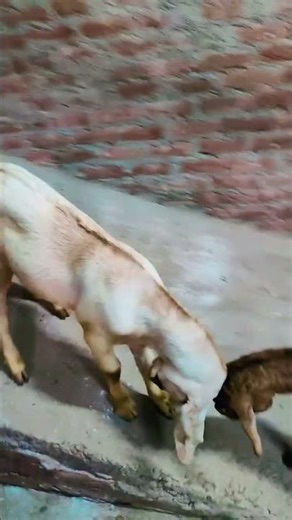 Welcome to our Goat Selling Business