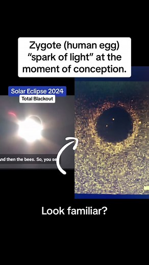 Miraculous Spark of Life: Solar Eclipse and Conception