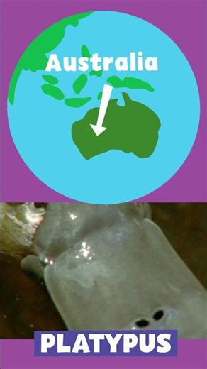 Animal Alphabet | P is for Platypus | PBS KIDS #Shorts