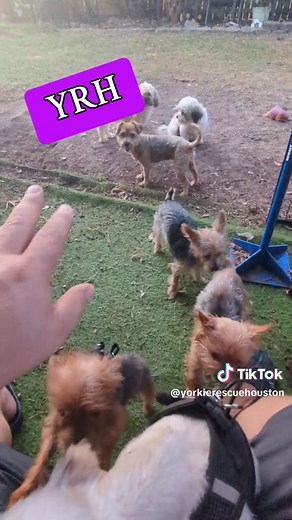 Yorkie Rescue Houston (@yorkierescuehouston)’s videos with original sound - Yorkie Rescue Houston