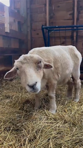 365K views · 7.1K reactions | Emergency ‼️ Our sweet gal Noni has...