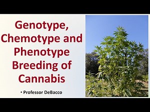 Genotype Chemotype and Phenotype Breeding of Cannabis