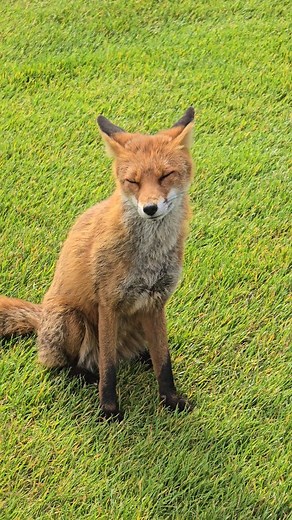 Anyone else run into Gerry the fox in the hills of Howth? ⛳️ Golf in Ireland is always special 😄 Golf In Ireland | Dublin Golf | Dublin Chris
