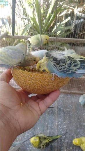 🐦インコが安心してる時の顔ってこれ