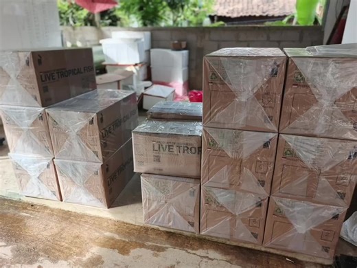 Live Tropical Fish Export Shipment To JORDAN 🇯🇴 #LiveTropicalFish #fish #TropicalFish #shipment #FyP