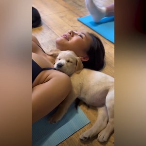 1.9M views · 32K reactions | Would definitely go to the gym more if there were puppies. | In The Know | Facebook