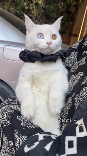 #foryou #foryoupage #viralvideo #trending #zehri