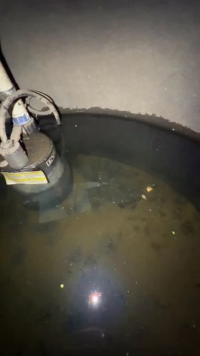 2.1M views · 55K reactions | Being a black goldfish in a black tub with no light on it made him quite difficult to spot, poor fella has been in these since at least July when I moved these guys out, probably longer. Amazed that he survived but also has grown to quite a significant size off of just used water and sludge. Now he gets to live his days in a mansion. #fish #goldfish #aquarium #ranchu | Luke’s Goldies | Facebook