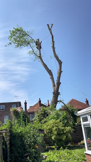 Tree Rangers Arborists & Tree Surgeons !! Sectionally felling declining tree in a residential setting !! #wwwtreerangerssussex #Felling #elmer #stihl #work #team #teamwork #worthing #arundel #devon #cornwall #surrey #sussex #hampshire #compton #harting #brasklesham #birdham
