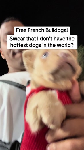 Free French Bulldogs Giveaway and Adorable Moments