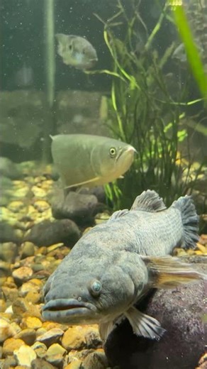 Sleepy cod & Southern Saratoga #saratoga #sleepycod #aquarium